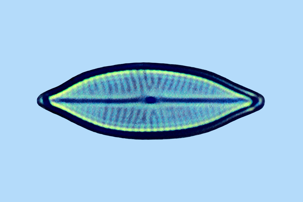 Amphora Navicula gregaria